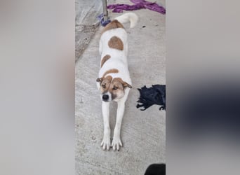 Lucky, hol dir das Glück ins Haus