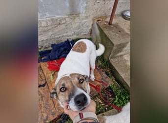 Lucky, hol dir das Glück ins Haus