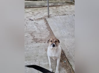 Lucky, hol dir das Glück ins Haus