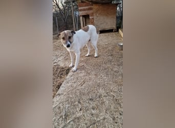 Lucky, hol dir das Glück ins Haus