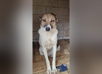 Lucky, hol dir das Glück ins Haus