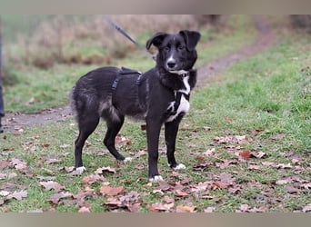 "Alina" super süße Retriever Mix Junghündin sucht ein Zuhause