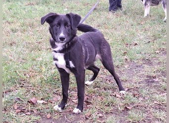 "Alina" super süße Retriever Mix Junghündin sucht ein Zuhause