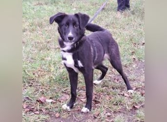 "Alina" super süße Retriever Mix Junghündin sucht ein Zuhause