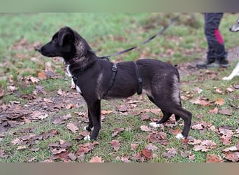 "Alina" super süße Retriever Mix Junghündin sucht ein Zuhause