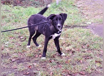 "Alina" super süße Retriever Mix Junghündin sucht ein Zuhause