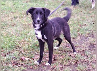 "Alina" super süße Retriever Mix Junghündin sucht ein Zuhause