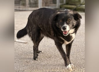 Agapi Mischlingshündin ca. 3 Jahre alt in Griechenland