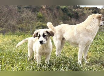 Hermine Mischlingshündin ca. 3 Monate alt in Griechenland