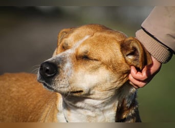 Thalia Mischlingshündin ca. 2,8 Jahre alt in Ungarn