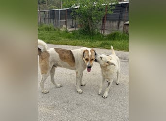 Sky liebe Mischlingshündin ca.1 Jahr alt in Griechenland