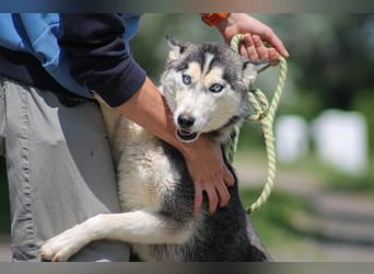 Celine Husky Hündin ca. 1,5 Jahre alt in Ungarn