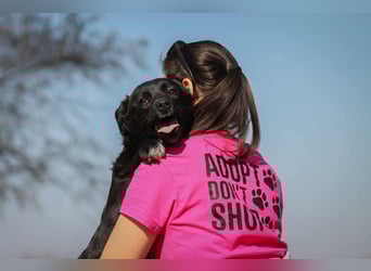 Tibike Mischlingsrüde ca. 1,5 Jahre alt in Ungarn