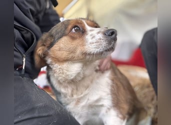Babette Mischlingshündin ca. 4 Jahre alt in Ungarn