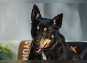 Kola Mischlingshündin ca. 5 Jahre alt in Ungarn