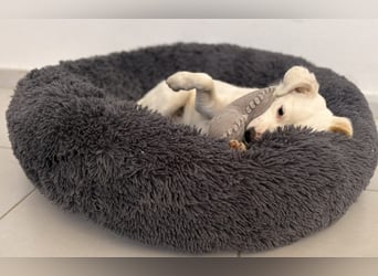 Elsa Kokonimix Hündin ca. 6 Monate alt in Griechenland