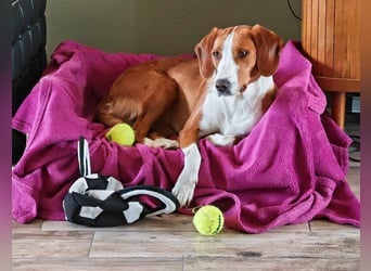 Selma Mischlingshündin ca. 3,5 Jahre alt in 72760 Reutlingen