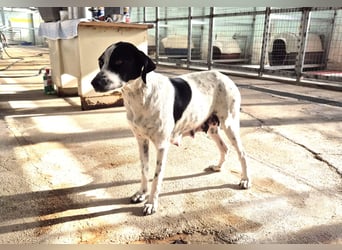 Nea Mischlingshündin ca. 5 Jahre alt in Griechenland