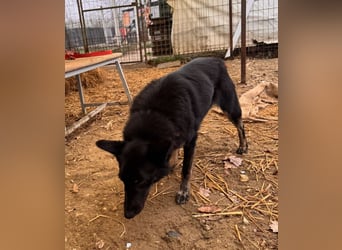 Maria Schäferhundmix-Hündin ca. 4,5 Jahre alt in Ungarn