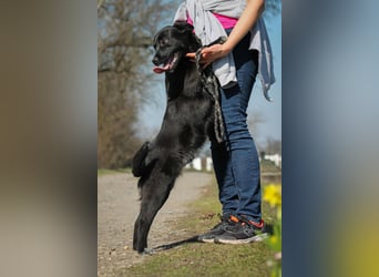 Tibike Mischlingsrüde ca. 1,5 Jahre alt in Ungarn