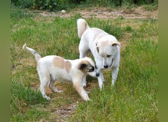 Hermine Mischlingshündin ca. 3 Monate alt in Griechenland