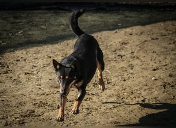 Kola Mischlingshündin ca. 5 Jahre alt in Ungarn