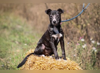 Dariuszina Mischlingshündin ca. 1,8 Jahre alt in Ungarn