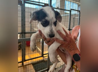 Cosmo Mischlingsrüde ca. 3 Monate alt in Griechenland