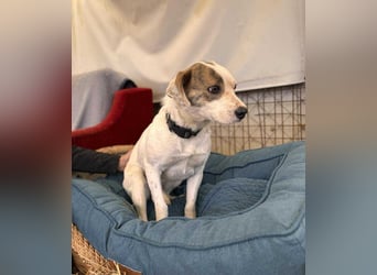 Tofu Mischlingshündin ca. 1,5 Jahre alt in Ungarn