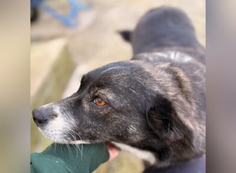 Agapi Mischlingshündin ca. 3 Jahre alt in Griechenland