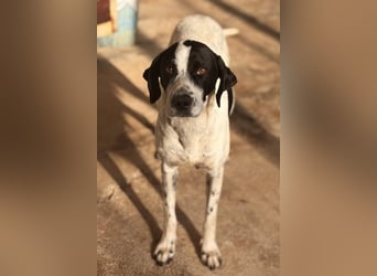 Nea Mischlingshündin ca. 5 Jahre alt in Griechenland