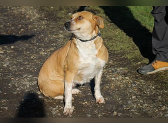 Thalia Mischlingshündin ca. 2,8 Jahre alt in Ungarn