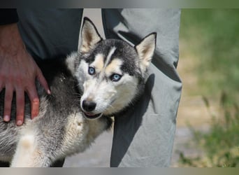 Celine Husky Hündin ca. 1,5 Jahre alt in Ungarn