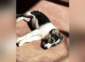 Leo Mischlingsrüde ca. 4 Monate alt in Griechenland