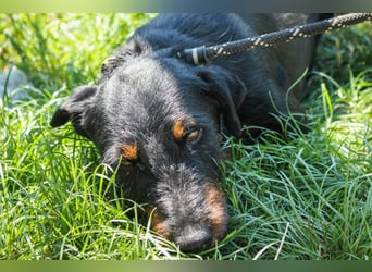 Jericho Terriermischling Rüde ca. 6 Jahre alt in Ungarn