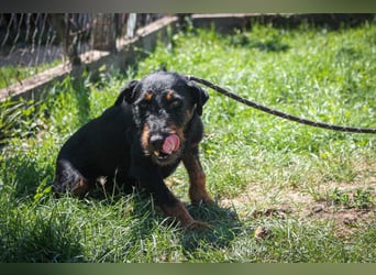 Jericho Terriermischling Rüde ca. 6 Jahre alt in Ungarn