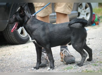 Purci Mischlingsrüde ca. 1,3 Jahre alt in Ungarn