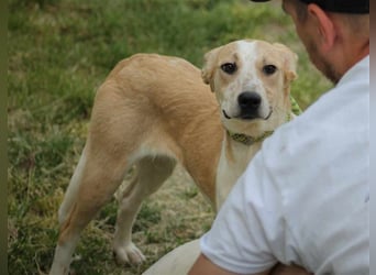 Soy Mischlingshündin ca. 4,5 Jahre alt in Ungarn