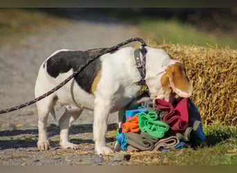 Alma Beagle Hündin ca. 7 Jahre alt in Ungarn