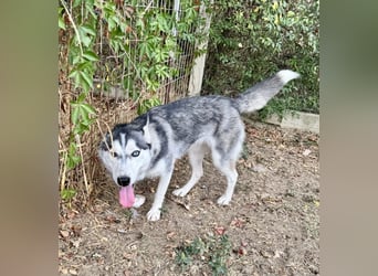 Celine Husky Hündin ca. 1,5 Jahre alt in Ungarn