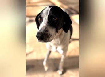 Nea Mischlingshündin ca. 5 Jahre alt in Griechenland