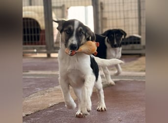 Leo Mischlingsrüde ca. 4 Monate alt in Griechenland