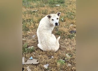 Sky liebe Mischlingshündin ca.1 Jahr alt in Griechenland