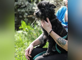 Marty Pumi-Mix Rüde ca. 11,5 Jahre alt in Ungarn