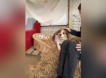 Babette Mischlingshündin ca. 4 Jahre alt in Ungarn