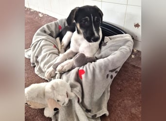 Nelly Mischlingshündin ca. 4 Monate alt in Griechenland