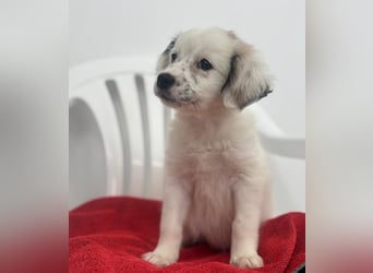 Coco Mischlingshündin 2 Monate alt in Griechenland