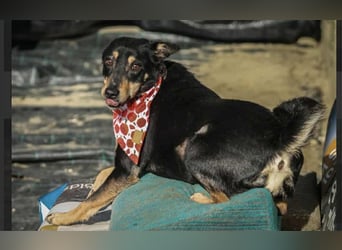 Kola Mischlingshündin ca. 5 Jahre alt in Ungarn