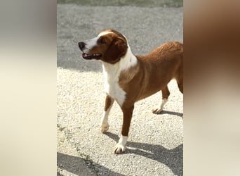 Selma Mischlingshündin ca. 3,5 Jahre alt in 72760 Reutlingen