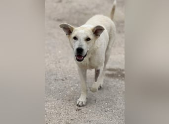 Sky liebe Mischlingshündin ca.1 Jahr alt in Griechenland